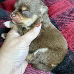Biscotti - Chocolate and tan male Pomeranian puppy in Kilgore, Texas from 5 Star Poms