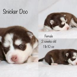 Snicker Doo - Chocolate female Pomsky puppy in Denham Springs, Louisiana from Bayouland Pomskies