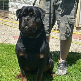 Katurah - Rottweiler