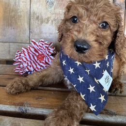 Max - Red male Labradoodle puppy in English, Indiana from Doodle Darlings