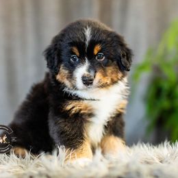 Moose - Black tri male Miniature American Shepherd puppy in Tonopah, Arizona from King's Miniature American Shepherds