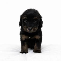 Grey collar male - Black tri-color male Aussiedoodle puppy in Fairmount, Georgia from Muscadine Meadows Farm