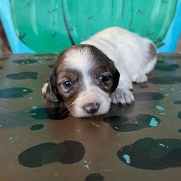 Stella - Dapple female Dachshund puppy in Hawley, Texas from Foxy’s Dachshunds & Toy Aussies