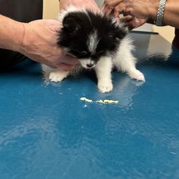 Pomeranian and Pomsky Puppies from Capital Poms & Pomskies