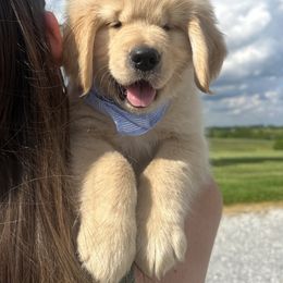 Golden Retriever Puppies from Rigdon Retrievers
