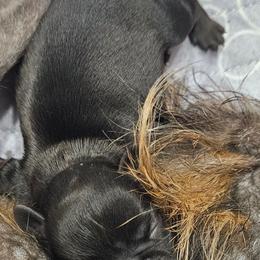 Roughcoat girl black - Black female Brussels Griffon puppy in Woodville, Alabama from BamaBrussels