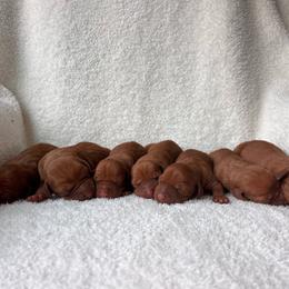 Boy - Golden rust male Vizsla puppy in Dugspur, Virginia from Pilgrims Trails Shorthairs