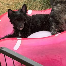 Iris - Black and white female Chinese Crested puppy in Sweet Home, Oregon from Rhapsody Poodles & Cresteds