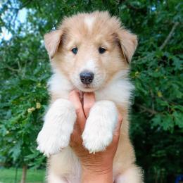 Leo - Sable and white male Collie puppy in Salem, Indiana from Living Blessed Collies