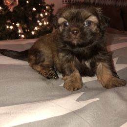 Shih Tzu Puppies from Moore Shih Tzus