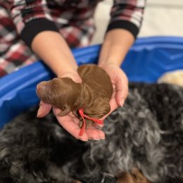 Goldendoodle Puppies from Las Vegas Mini Golden Doodles - John Walker