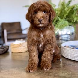 Sky - Red  male Goldendoodle puppy in St George, Utah from Doodle Bears of Southern Utah