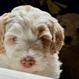 Australian Labradoodle Puppies from High Desert Labradoodles