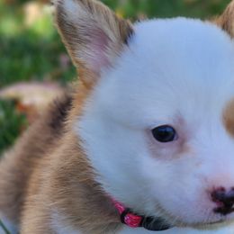 Winnie - Sable Pembroke Welsh Corgi puppy in Wichita, Kansas from Low Rider Ranch