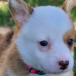 Winnie - Sable Pembroke Welsh Corgi puppy in Wichita, Kansas from Low Rider Ranch