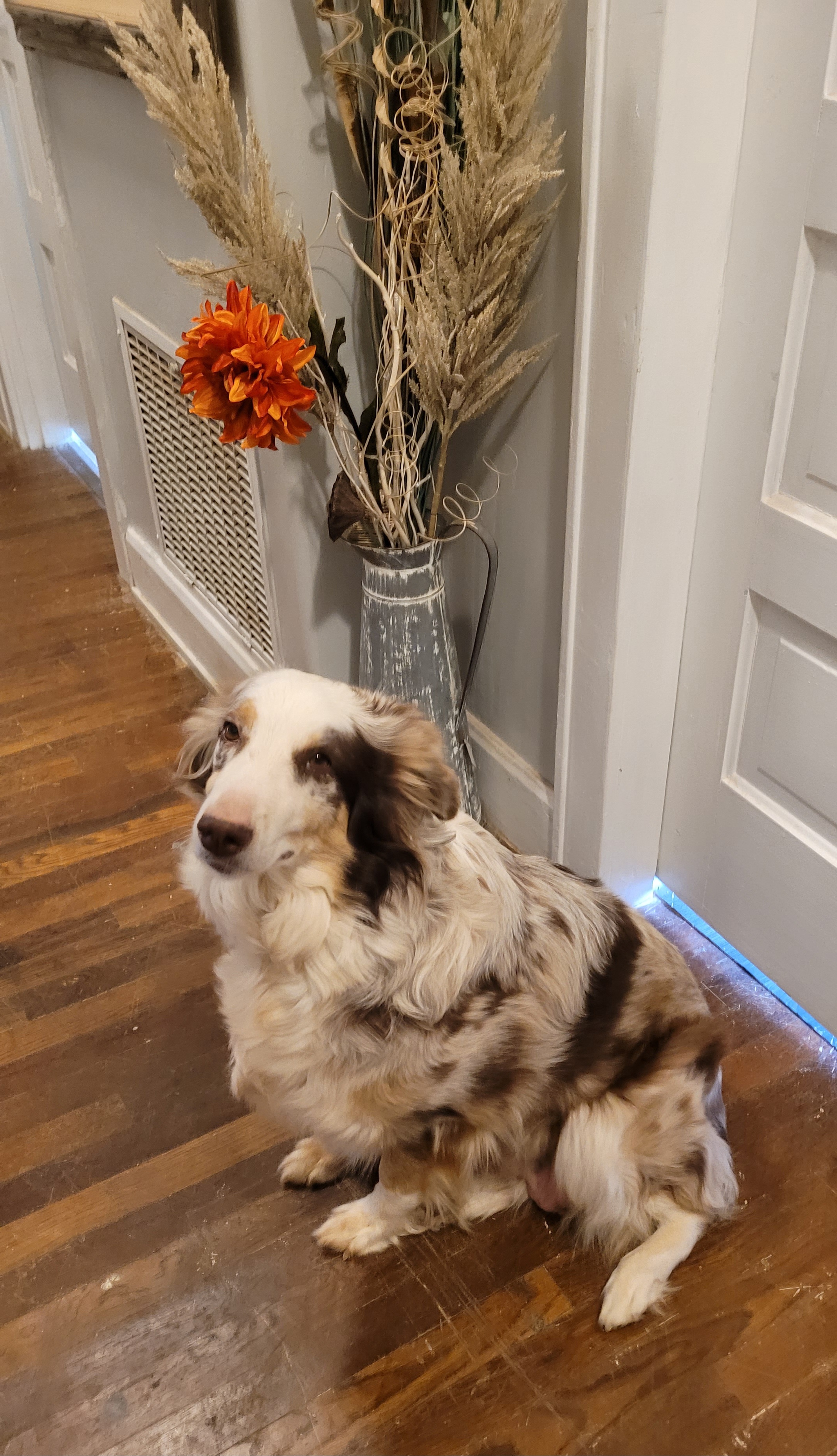 Latte - Australian Shepherd