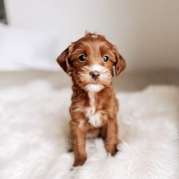 Key - Red  female Goldendoodle puppy in Syracuse, Indiana from The Doodle Cove