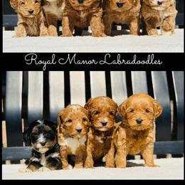 Girls Available - 8 On Right Side - Red female Australian Labradoodle puppy in Florence, New Jersey from Royal Manor Labradoodles