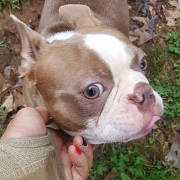 Boston Terriers from Jamie's Boston Terrier Babies