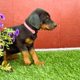 Doberman Pinscher Puppies from Solomon Creek K9