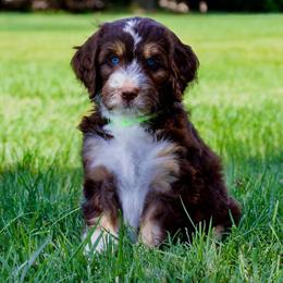 Bluey - Red tri-color female Aussiedoodle puppy in Decatur, Illinois from Signature Doodles