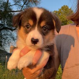 Pucker - Black and tan male Pembroke Welsh Corgi puppy in Arcanum, Ohio from Weissway Corgis