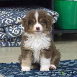 Basset Fauve de Bretagne and Miniature American Shepherd Puppies from 4 Clovers Kennel