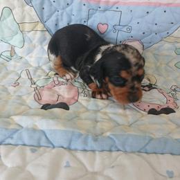 Dachshund Puppies from Dachshund Darlins