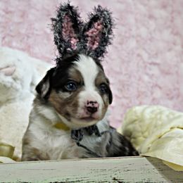 Miniature Australian Shepherd Puppies from Sand Dollar Aussies