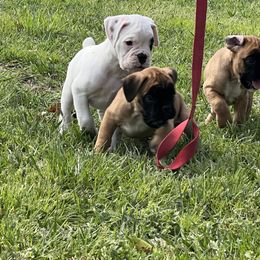 Boxer Puppies from McGallion’s Boxers