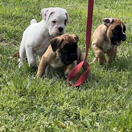 Boxer Puppies from McGallion’s Boxers