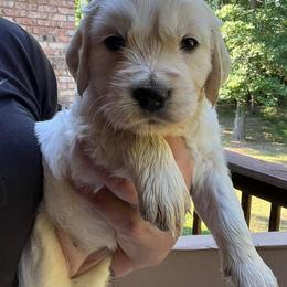 Glory/purple - DNA CLEAR! - Light golden Golden Retriever puppy in Ellerslie, Georgia from Hearthstone Goldens