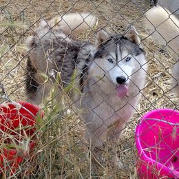 Zoe (spayed) - Gray and white female Siberian Husky puppy in Kennewick, Washington from Yuki Ookami Show Kennel
