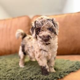 Timber - Chocolate merle male Bernedoodle puppy in Fort Collins, Colorado from Front Range Family Doodles