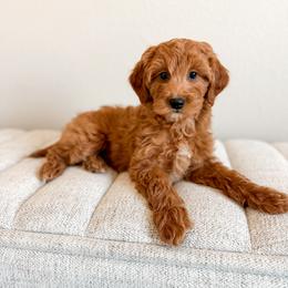Grumpy - Brown Collar - Apricot male Goldendoodle puppy in Billings, Montana from Montana Raised Doodles