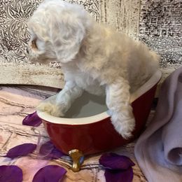 Cockapoo Puppies from Country J Canines