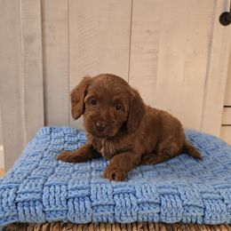 Hershey - Red  male Goldendoodle puppy in Floyd, Virginia from Hearts and Paws Poodles and Doodles