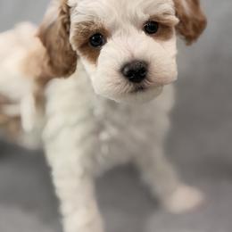 Girl 1 - Parti female Goldendoodle puppy in Somerset, Kentucky from Hilltop Doodles KY LLC