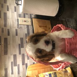 Cavapoo Puppies from Wee-1 Cavapoos