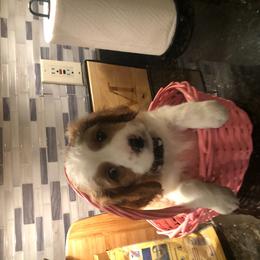 Cavapoo Puppies from Wee-1 Cavapoos