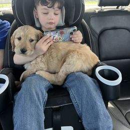 Aussiedoodle and Goldendoodle Puppies from Gray Doodles