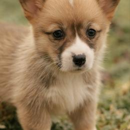 Clara - Red female Pembroke Welsh Corgi puppy in Narvon, Pennsylvania from Corgi Companions (license number 18998)