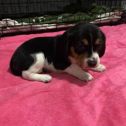 Girl 5 Yellow - Brown and white female Beagle puppy in Crestview, Florida from Alicia's Beagles