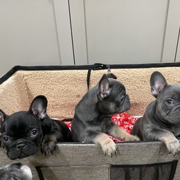 French Bulldog Puppies from Boise French Bulldogs
