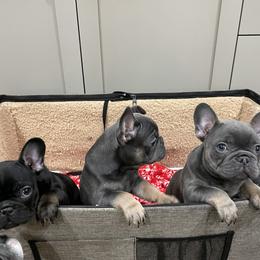 French Bulldog Puppies from Boise French Bulldogs