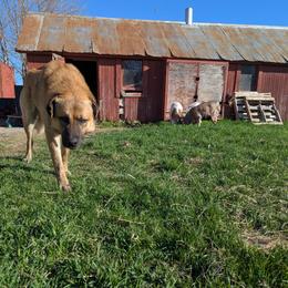 Charlie - Anatolian Shepherd Dog