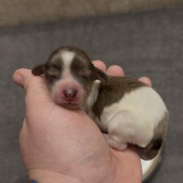 Cream Brindle Dapple Piebald Girl AKC LIMITED - Dapple female Dachshund puppy in Pauls Valley, Oklahoma from Simply Happy Dachshunds