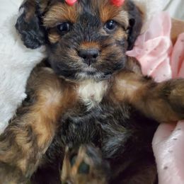 Cavapoo and Cockapoo Puppies from Heavenly puppies to love