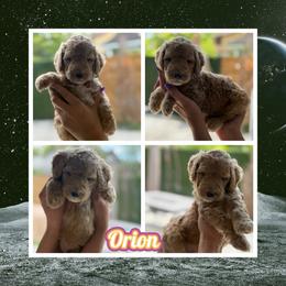 Orion - Cream male Goldendoodle puppy in Miami Dade County, Florida from Doodle Lovers