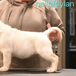 Labrador Retriever Puppies from ROCK CREEK LABRADORS